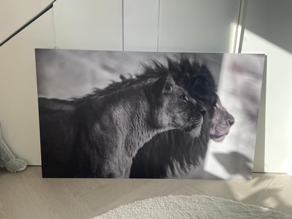 Forex print van leeuwenpaar matte afwerking, Ophalen, Gebruikt, Print, 100 tot 125 cm