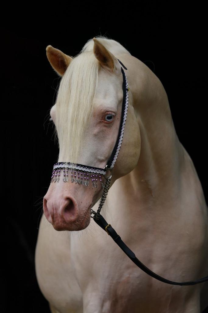 Unieke dekhengsten, cremello homozygoot champagne en zwart!, Hengst