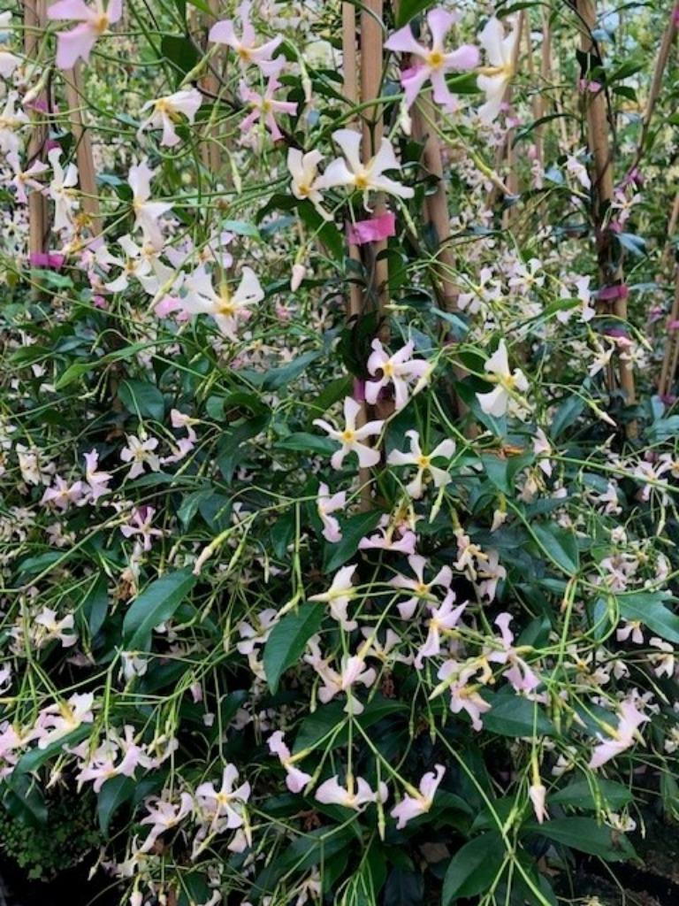 Toscaanse Jasmijn ROSE ,met zacht roze bloem, 175 cm hoog!!!, Tuin en Terras, Ophalen, Volle zon, Vaste plant, Klimplanten