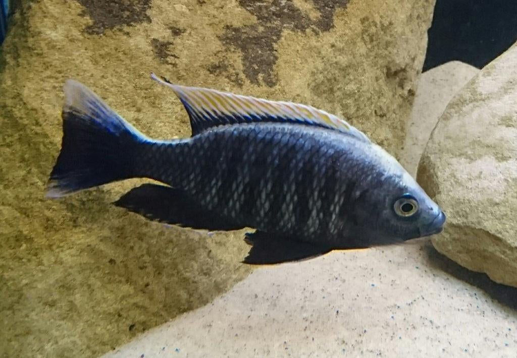 Malawi Cichliden: Copadichromis virginalis Firecrest, Vis, Zoetwatervis