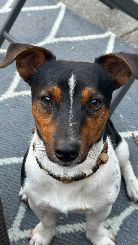 Jack Russell (Russel) dekreu, Parvo, Reu, 1 tot 2 jaar, Eén hond