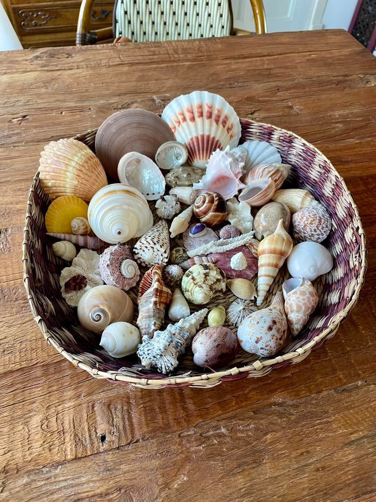 Hele mooie partij set kleurrijke schelpen laatste kans!, Ophalen of Verzenden, Schelp(en)