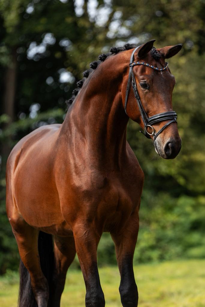 Mega lieve talentvolle ruin te koop, Dieren en Toebehoren, Paarden, Ruin, L, 170 tot 175 cm, 3 tot 6 jaar, Dressuurpaard, Met stamboom
