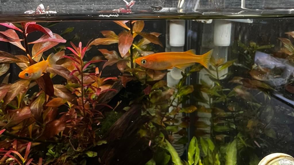 Medaka DEEP ORANGE, rijstvisjes, Vis