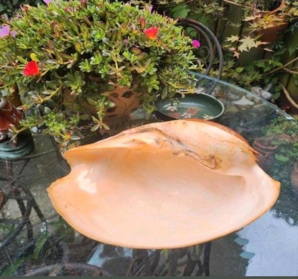 Grote Vintage Melon Schelp, Ophalen of Verzenden, Zo goed als nieuw, Ovaal, Overige materialen