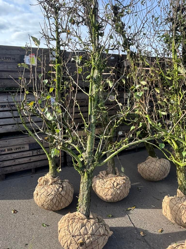 conference perenbomen 25 jaar oud LET OP! Nog maar 25 stuks, Tuin en Terras, Planten | Bomen, Ophalen, Volle zon, Overige soorten