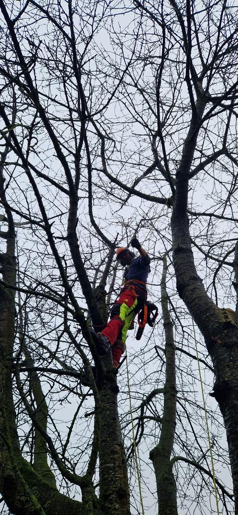 Bomen verwijderen, ook klimmend., Tuinonderhoud of Snoeiwerk