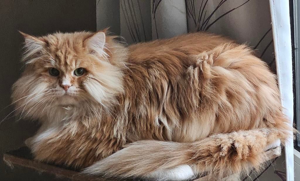 Siberische kater stamboom en getest hcm pkd  (NIET TE KOOP), Dieren en Toebehoren, 0 tot 2 jaar