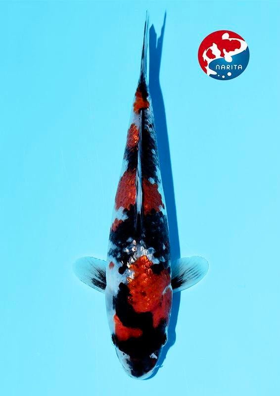HQ GINRIN SHOWA super mooie eenjarige KOI SHOW Qualiteit, Dieren en Toebehoren, Vissen | Vijvervissen, Karper of Koi