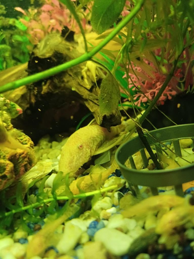 Witte algeneters!!, Dieren en Toebehoren, Vissen | Aquariumvissen, Vis