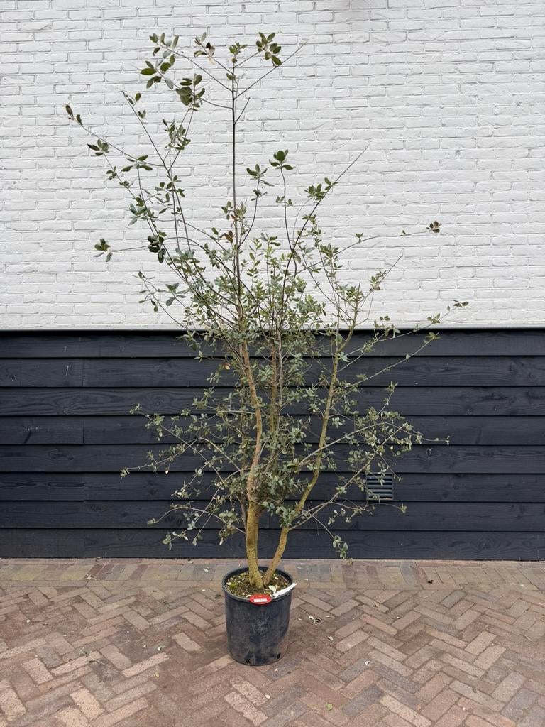 Meerstammige kurkeik quercus suber, Tuin en Terras, Planten | Bomen, Overige soorten, Volle zon, Zomer, Ophalen of Verzenden
