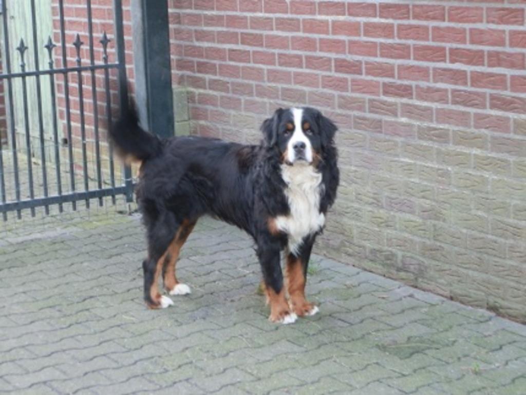 Staat ter dekking berner sennen reu, Reu, Parvo, Meerdere, 3 tot 5 jaar