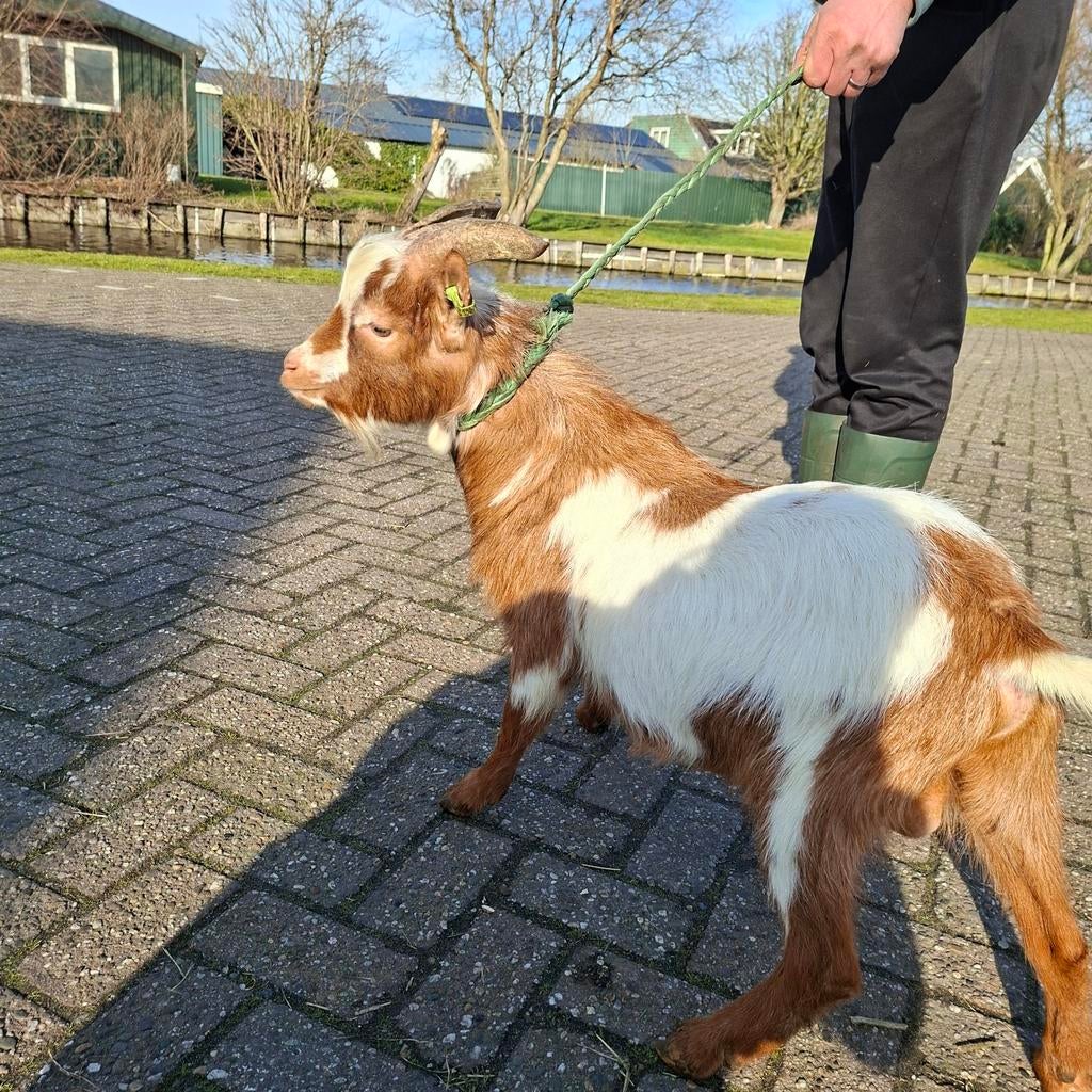 Mooie dwerg dekbok, Dieren en Toebehoren, Schapen, Geiten en Varkens, Mannelijk, Geit, 0 tot 2 jaar