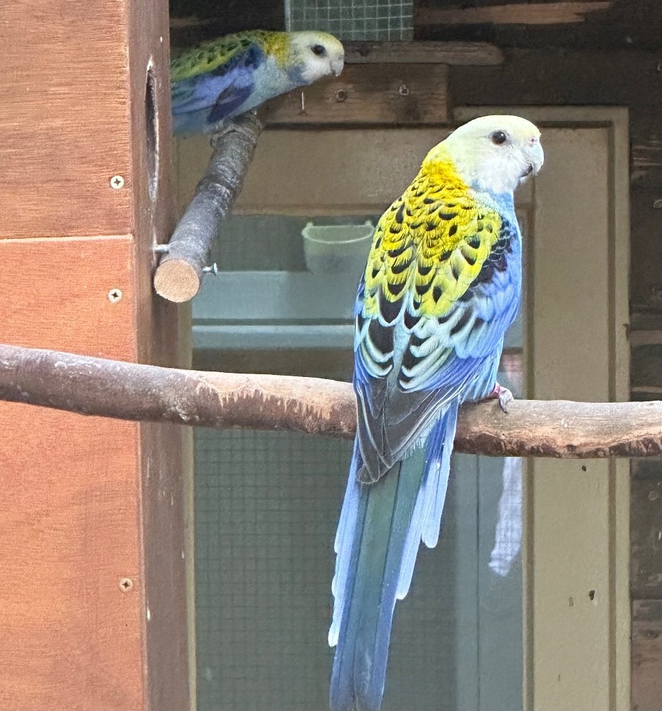 Bleekkop rosella's, Dieren en Toebehoren, Vogels | Parkieten en Papegaaien, Meerdere dieren, Parkiet