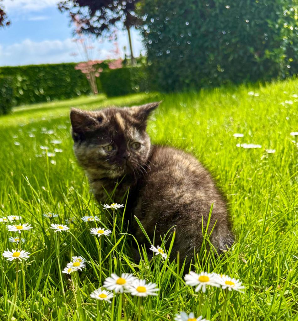 🩷Chocolade torti brits/ britse korthaar vrouwtje 🩷, Dieren en Toebehoren, Katten en Kittens | Raskatten | Korthaar, Poes, Gechipt