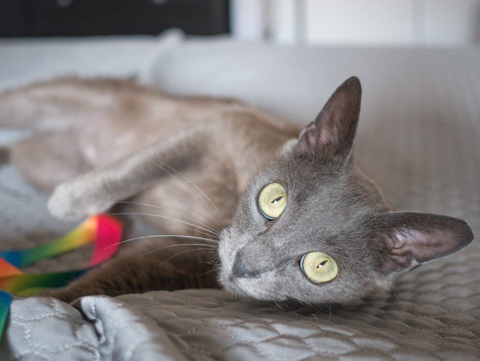 Sweetheart Cindy looking for her forever home, Dieren en Toebehoren, Katten en Kittens | Overige Katten, Poes, Kortharig, 0 tot 2 jaar