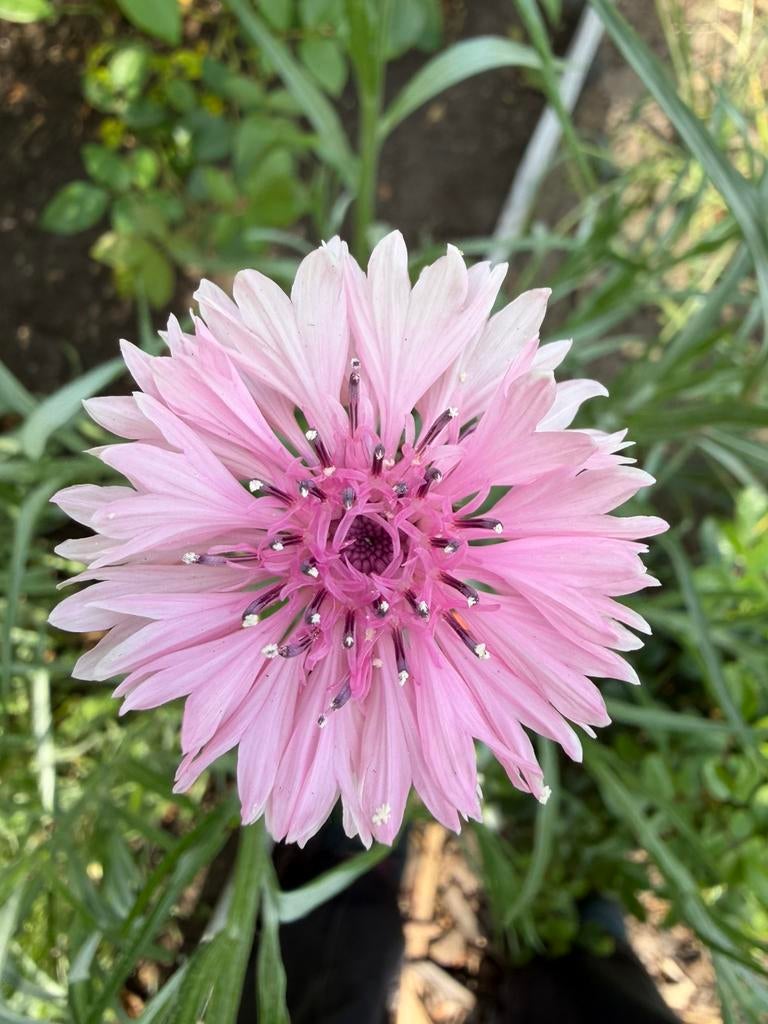 Korenbloem (Centaurea Cyanus) mix zaden, Ophalen of Verzenden, Voorjaar, Volle zon, Zaad