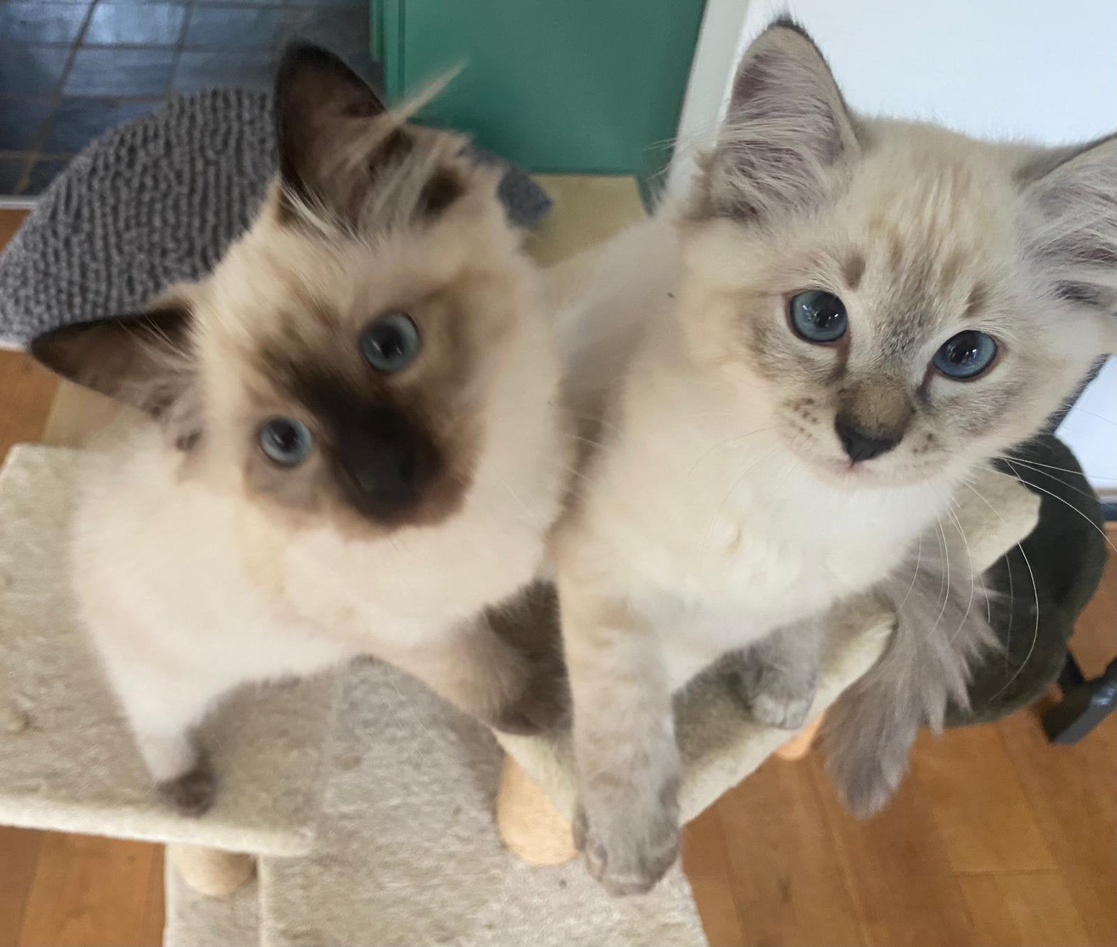 Kittens x Siamees/Ragdoll, Poes, Gechipt, 0 tot 2 jaar