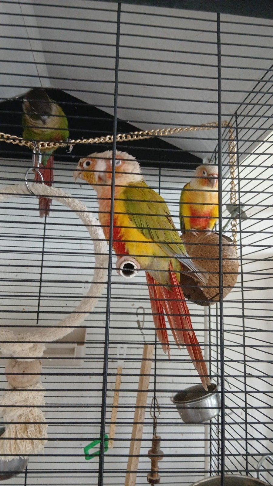 2 pyrrhura koppels, beide koppels tam., Meerdere dieren, Papegaai, Pratend