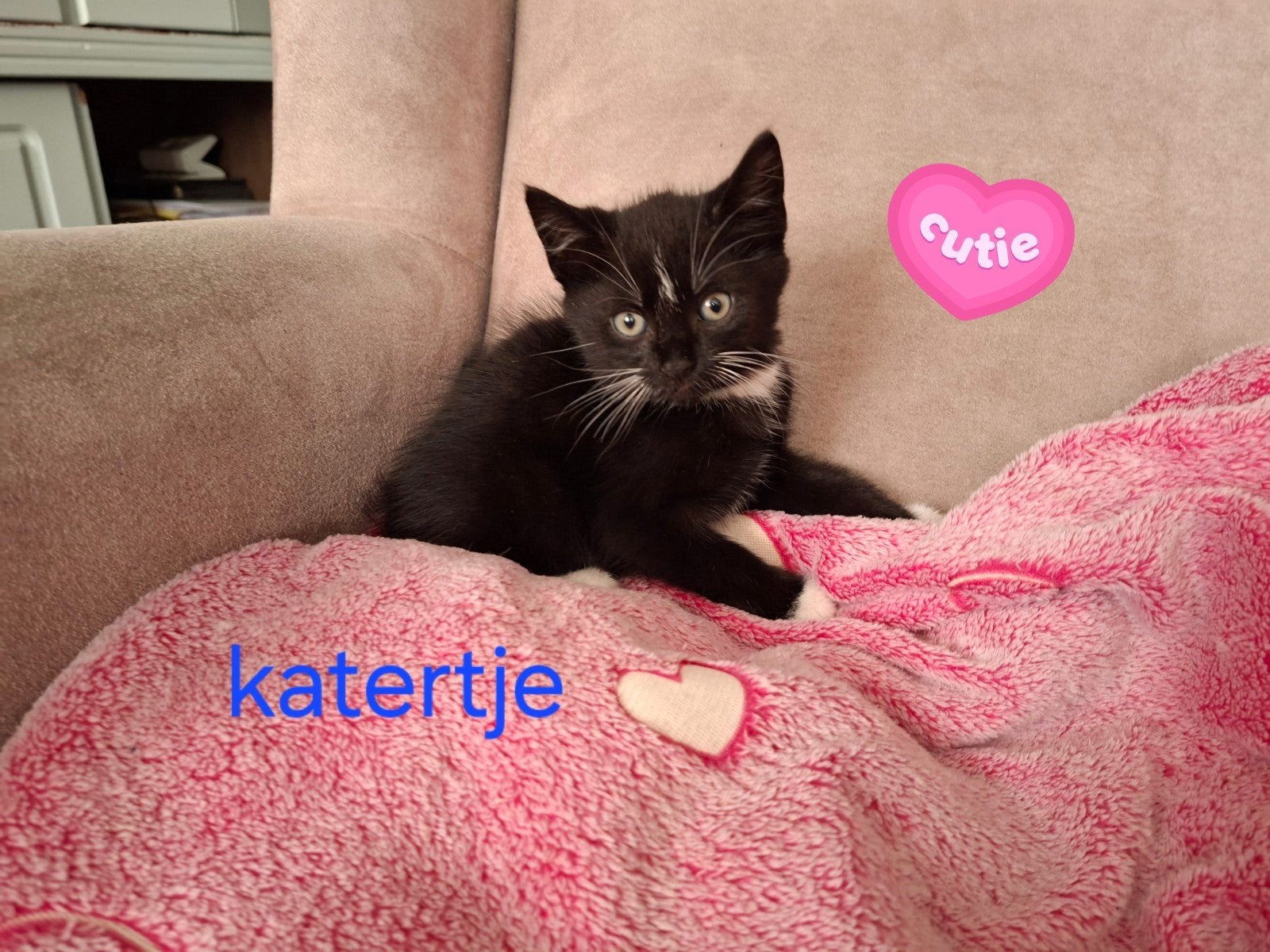 Lieve knuffelkittens, Dieren en Toebehoren, Katten en Kittens | Overige Katten, Kater, Kortharig, 0 tot 2 jaar