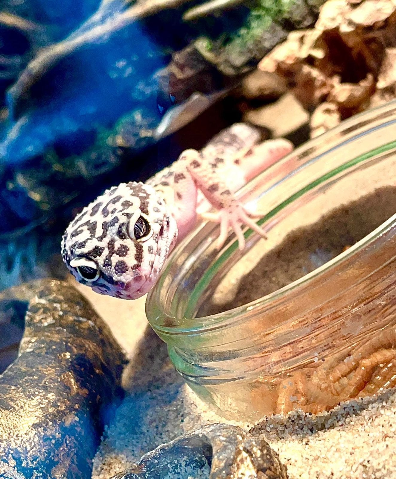 3 luipaardgekko’s incl toebehoren en terrarium Leopard Gecko photo 2