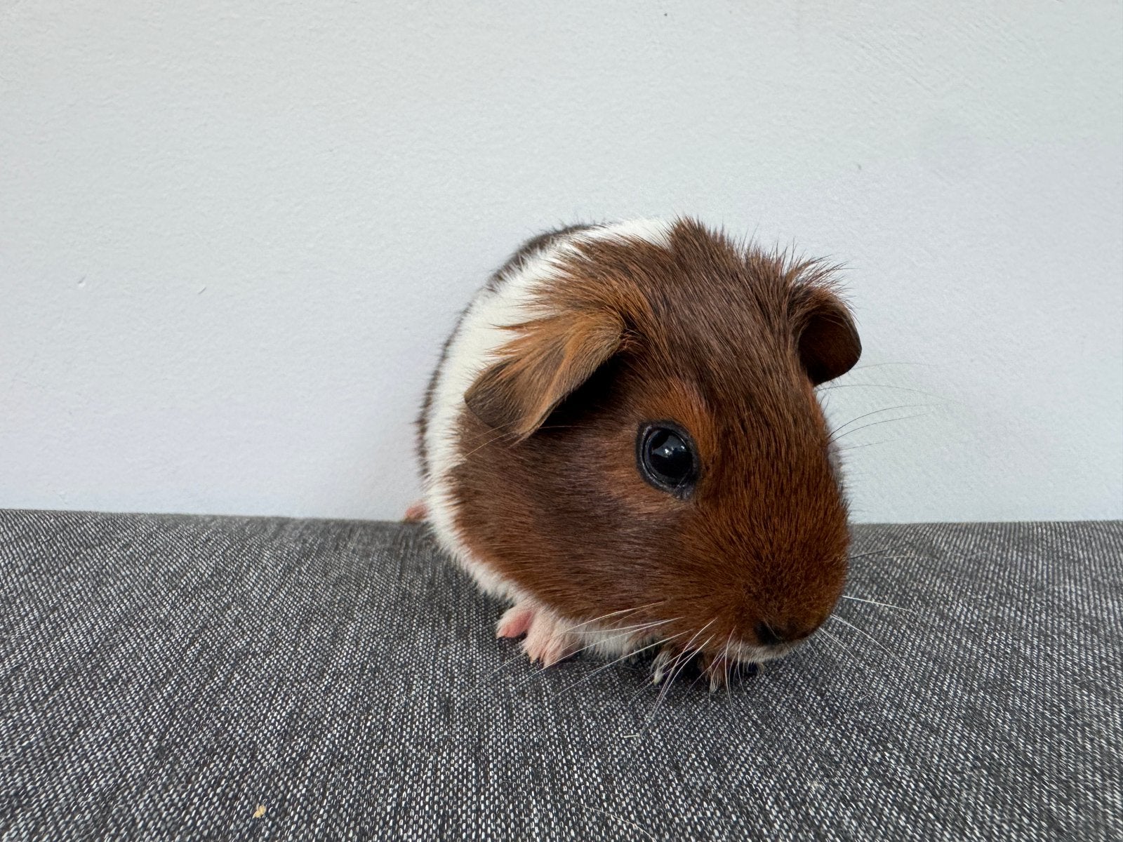Lief zeugje Juul, Dieren en Toebehoren, Knaagdieren, Mei, Vrouwelijk, Cavia