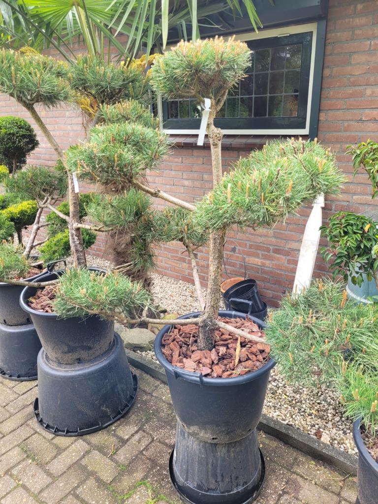 Gevormde Pinus Ponpon, Volle zon, Vaste plant, Bloeit niet, Ophalen