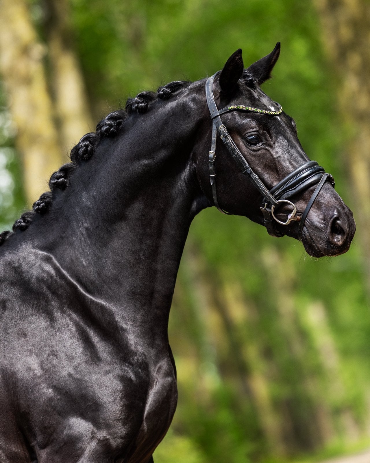 Next Romancier x All Inclusive, Dieren en Toebehoren, Paarden, Met stamboom, Ruin, Dressuurpaard, Zadelmak