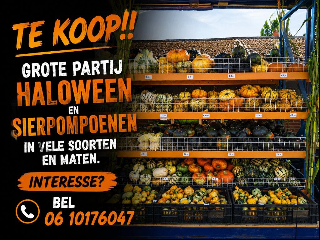 Pompoenen!!, Ophalen, Nieuw