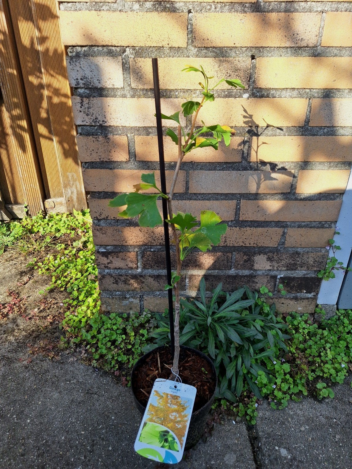 Ginkgo Biloba, Japanse Notenboom., Ophalen, Bloeit niet, Volle zon, Overige soorten