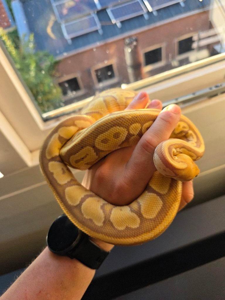 Koningspython vrouwtje 2 jaar plus terrarium, Dieren en Toebehoren, Reptielen en Amfibieën, Slang, Met terrarium, 0 tot 2 jaar