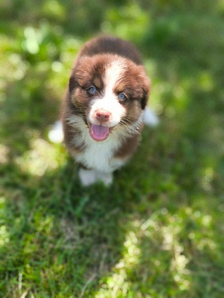 Prachtige australische herder pups beschikbaar!!, Dieren en Toebehoren, Honden | Herdershonden en Veedrijvers, Parvo, België, 8 tot 15 weken