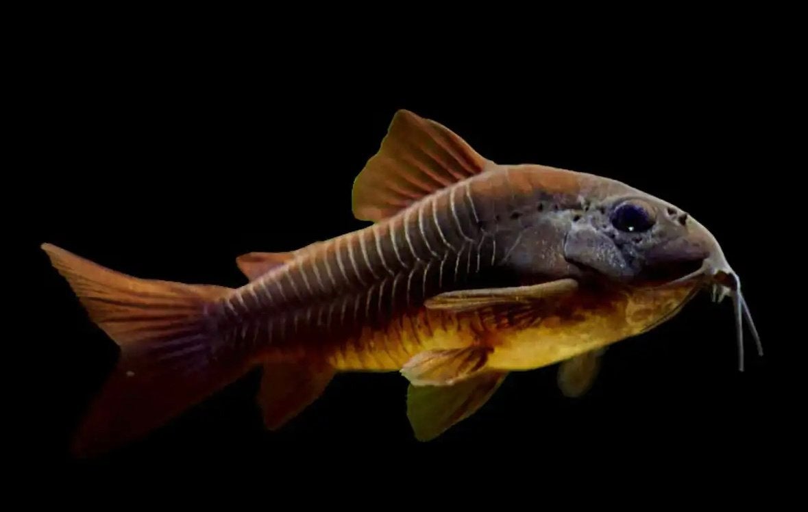 Corydora Black Venezuela, Dieren en Toebehoren, Vissen | Aquariumvissen, Vis, Zoetwatervis, Schoolvis