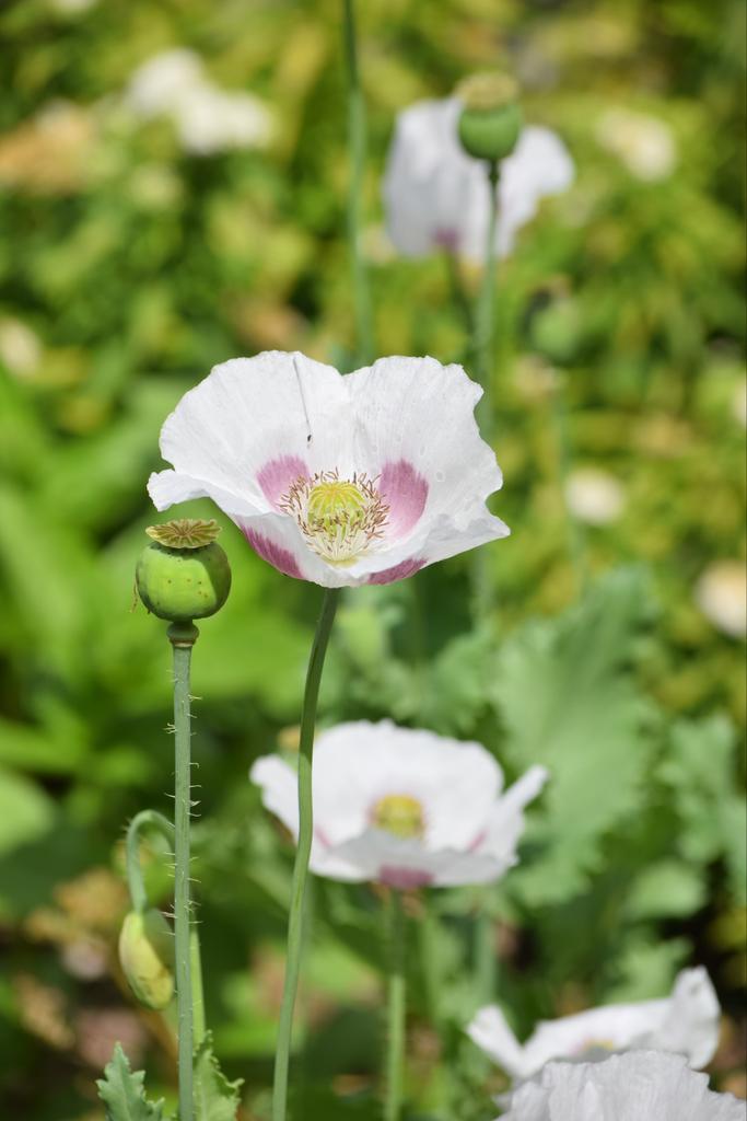 Slaapbol - Papaver Somniferum, Ophalen of Verzenden, Voorjaar, Volle zon, Zaad