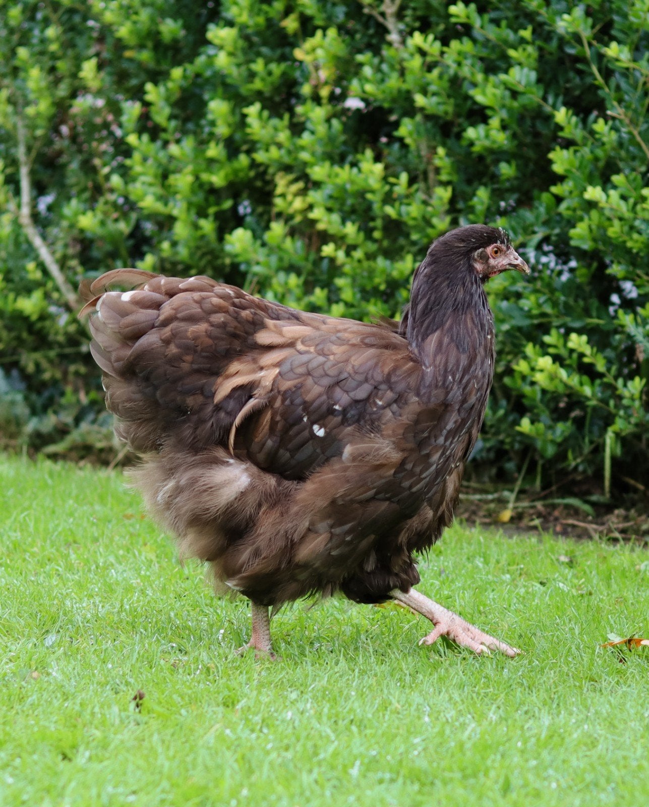 Orpington hen + haan te koop., Dieren en Toebehoren, Meerdere dieren, Kip