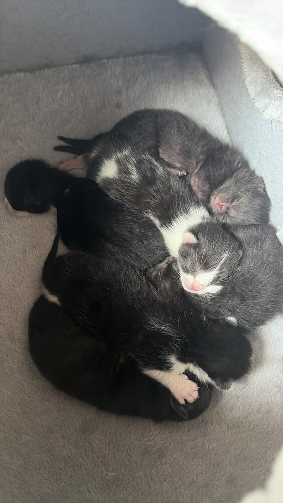 Kruising kittens Maine Coon/Siamees/Britse korthaar/Ragdoll, Meerdere dieren, 0 tot 2 jaar