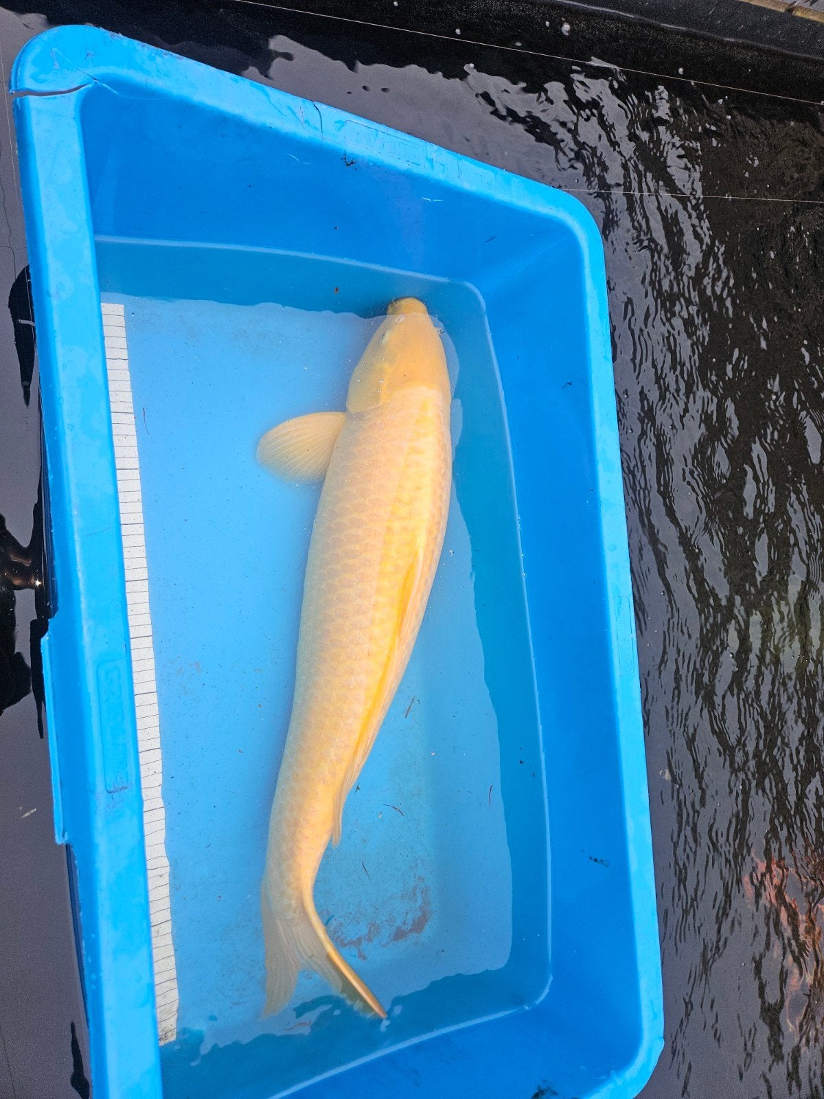 karashigoi bijna 70 cm, Dieren en Toebehoren, Karper of Koi