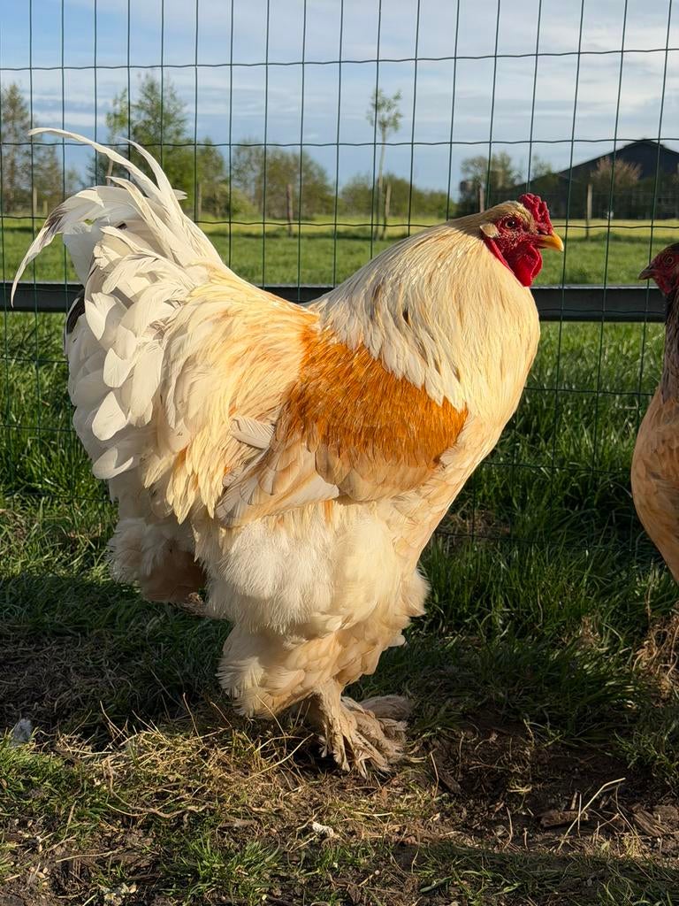 Volwassen Brahma haan wit, Mannelijk, Kip