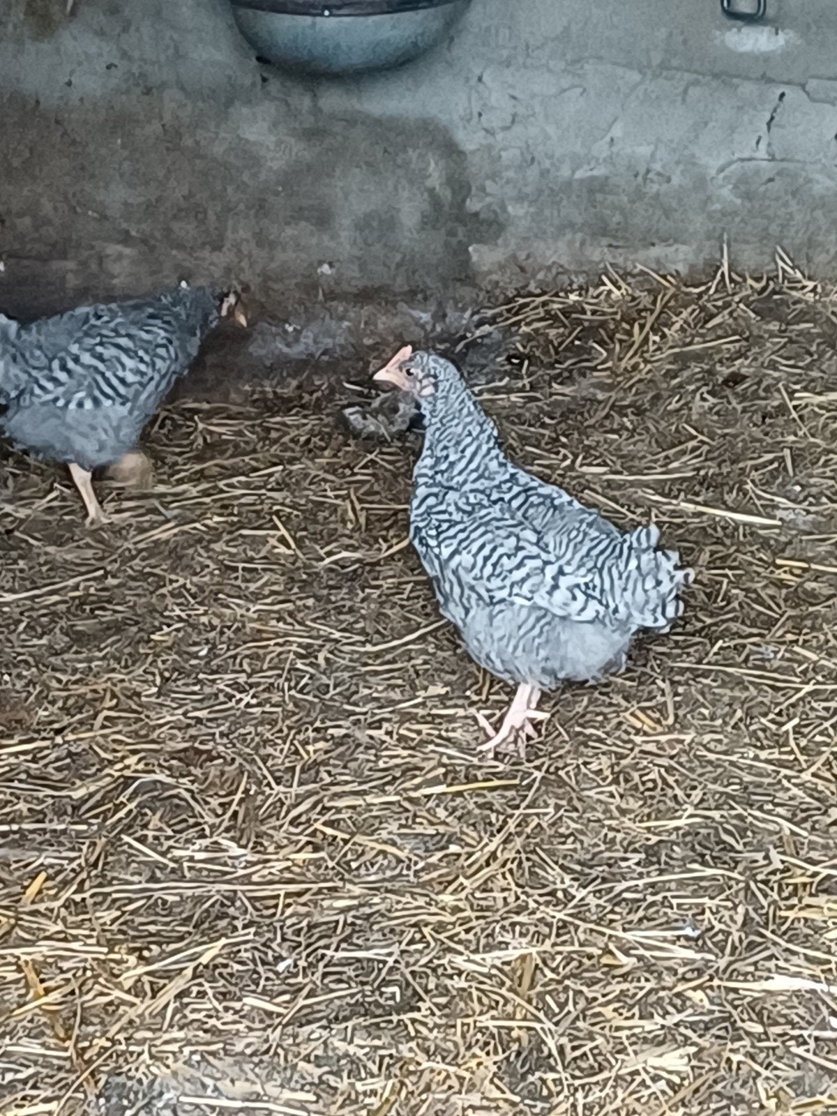 Jonge Noordhollandse blauwe hanen, Dieren en Toebehoren, Mannelijk, Kip