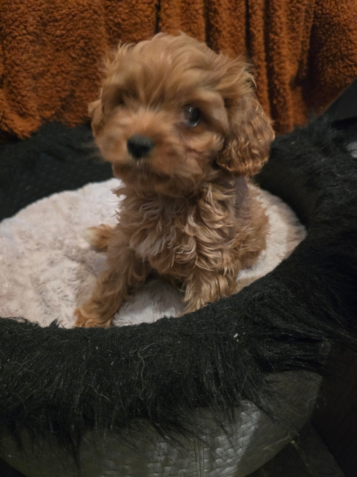 prachtige cavapoo pups f1toypoedel x kingcavelier, Dieren en Toebehoren, Poedel, Parvo, Reu, 8 tot 15 weken