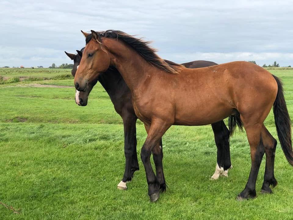 Leuke Ruin te koop 8 jaar, Dieren en Toebehoren, Met stamboom, Ruin, Dressuurpaard, L