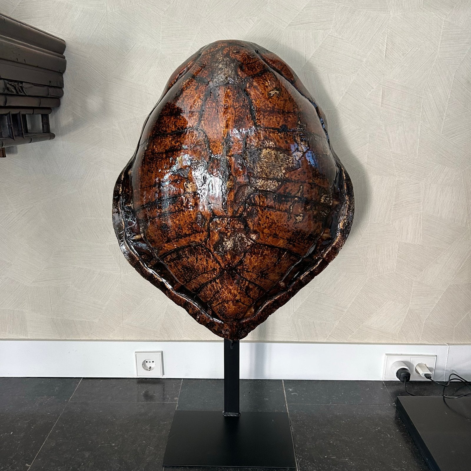 Prachtig Antiek schildpad schild, Ophalen