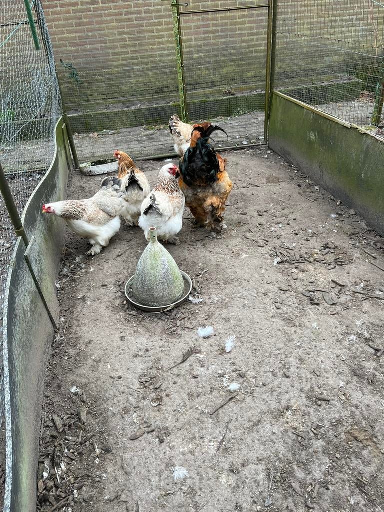 Bramas zalm broed eiren, Dieren en Toebehoren, Meerdere dieren, Kip