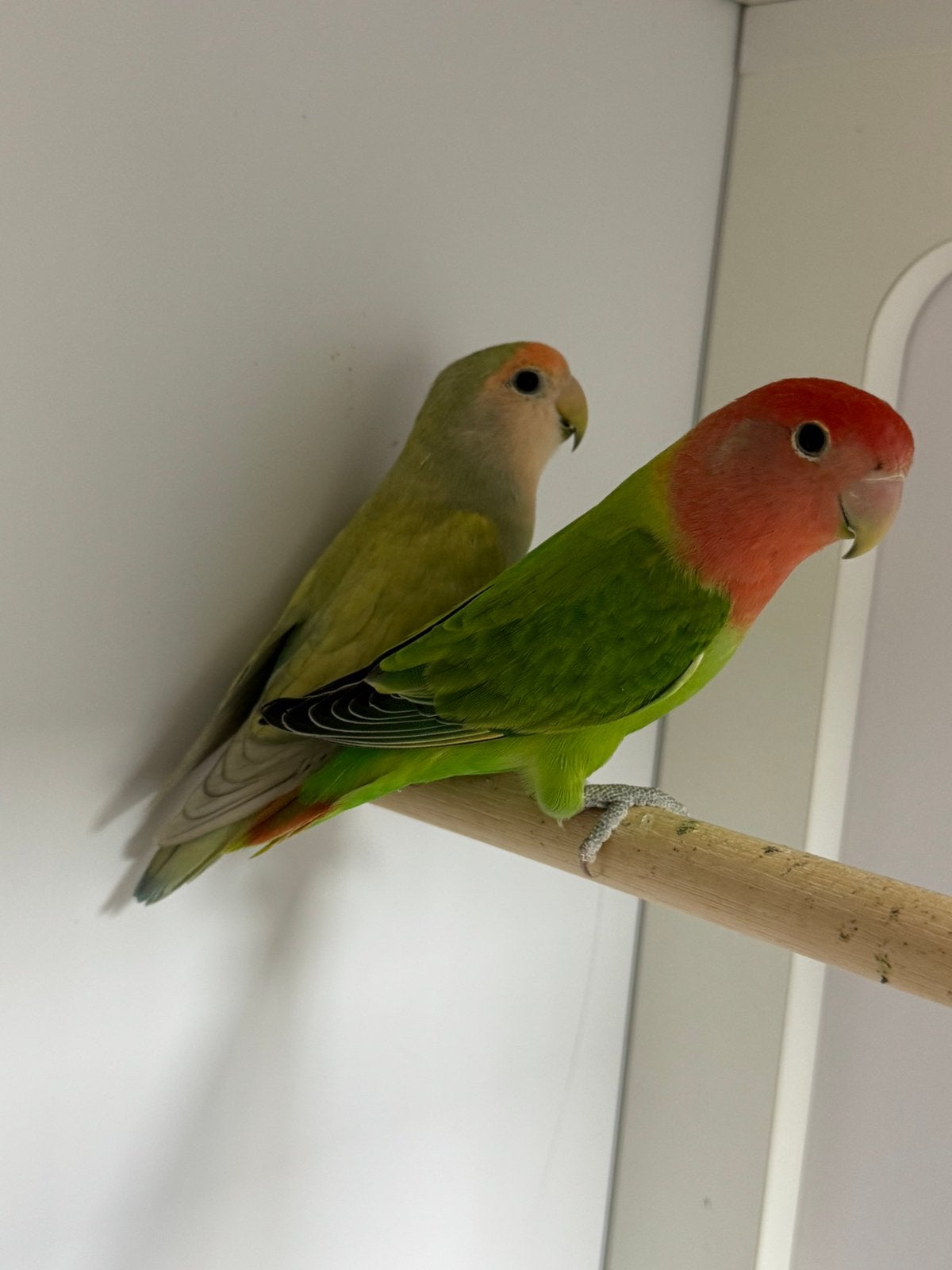 Koppel Agapornis roseicollie dwergpapegaai, Meerdere dieren, Papegaai