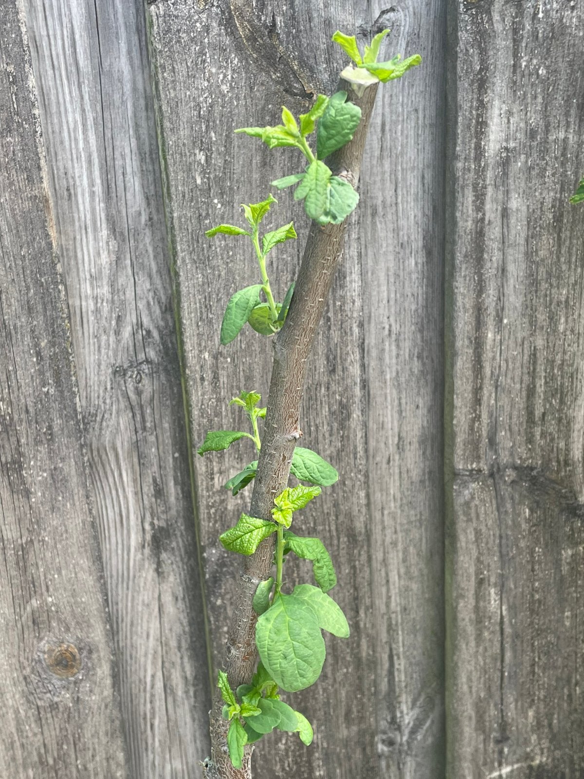 Pruimen boom, Ophalen, Overige soorten, Zomer