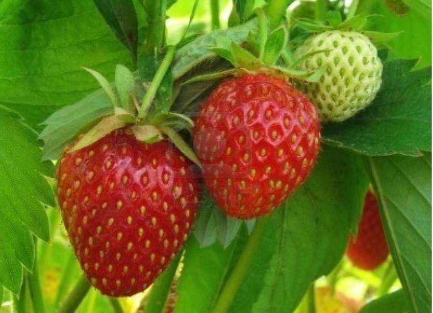 Korona Aardbeienplantjes - Zeer Zoet & Sterk Ras, Volle zon, Vaste plant, Ophalen of Verzenden, Zomer