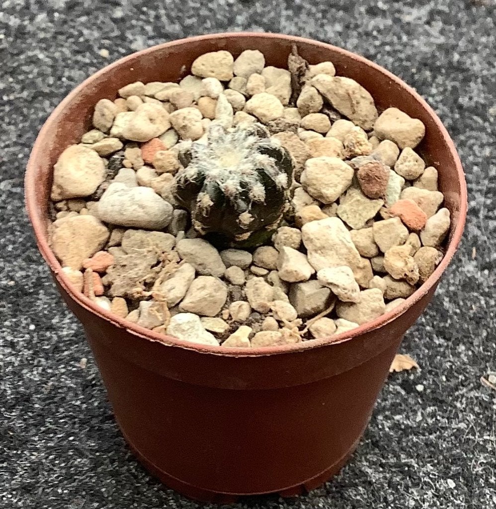Cactus, Discocactus, Ophalen of Verzenden, Cactus, Volle zon, Minder dan 100 cm