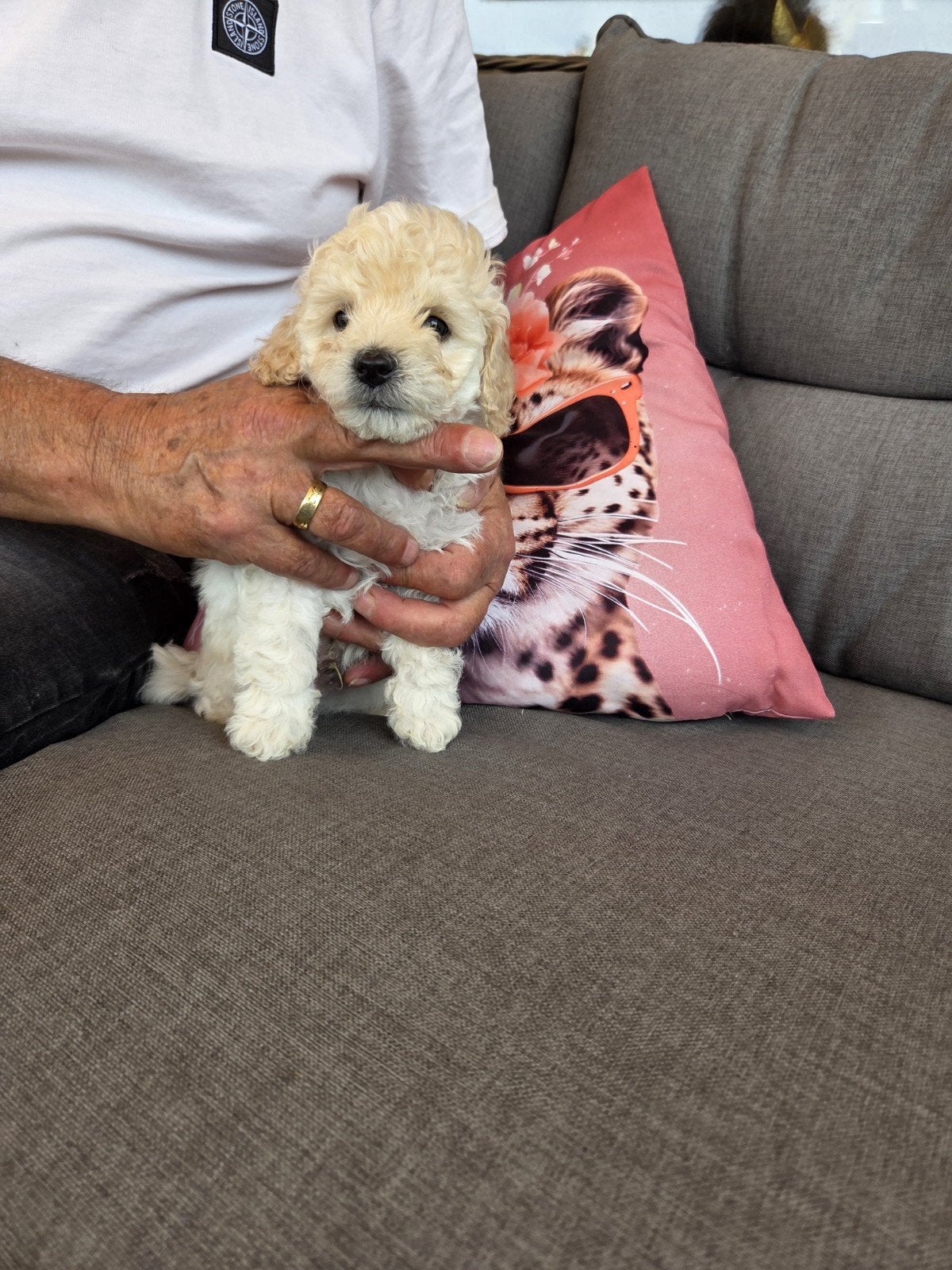 zeer mooie dwerg/ toy poedels, Dieren en Toebehoren, Honden | Retrievers, Spaniëls en Waterhonden, Overige rassen, 8 tot 15 weken