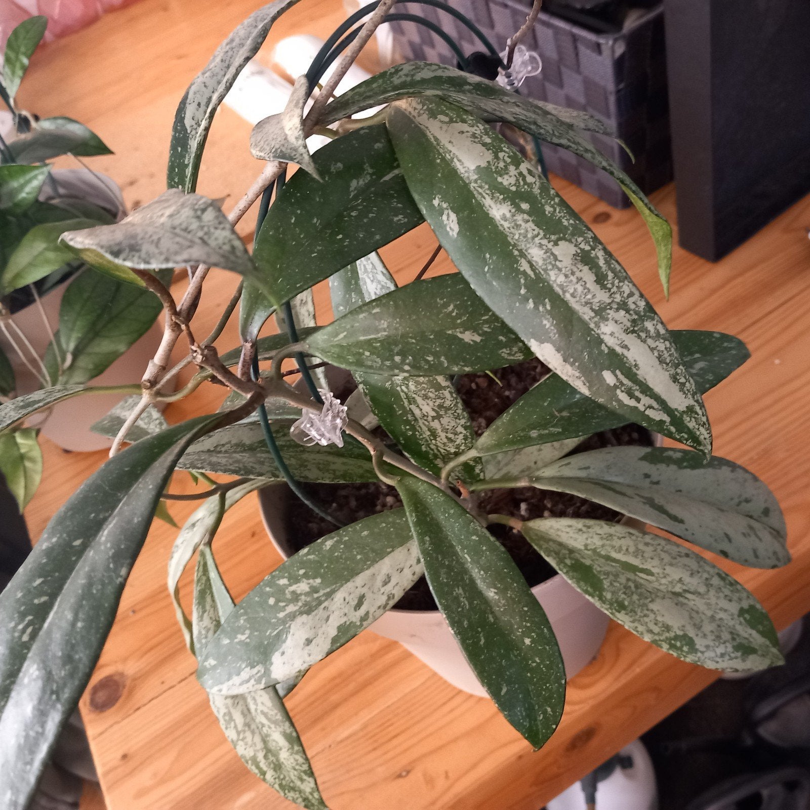 hoya pubicalyx silver plant, Huis en Inrichting, Kamerplanten, Ophalen of Verzenden, Halfschaduw, Minder dan 100 cm