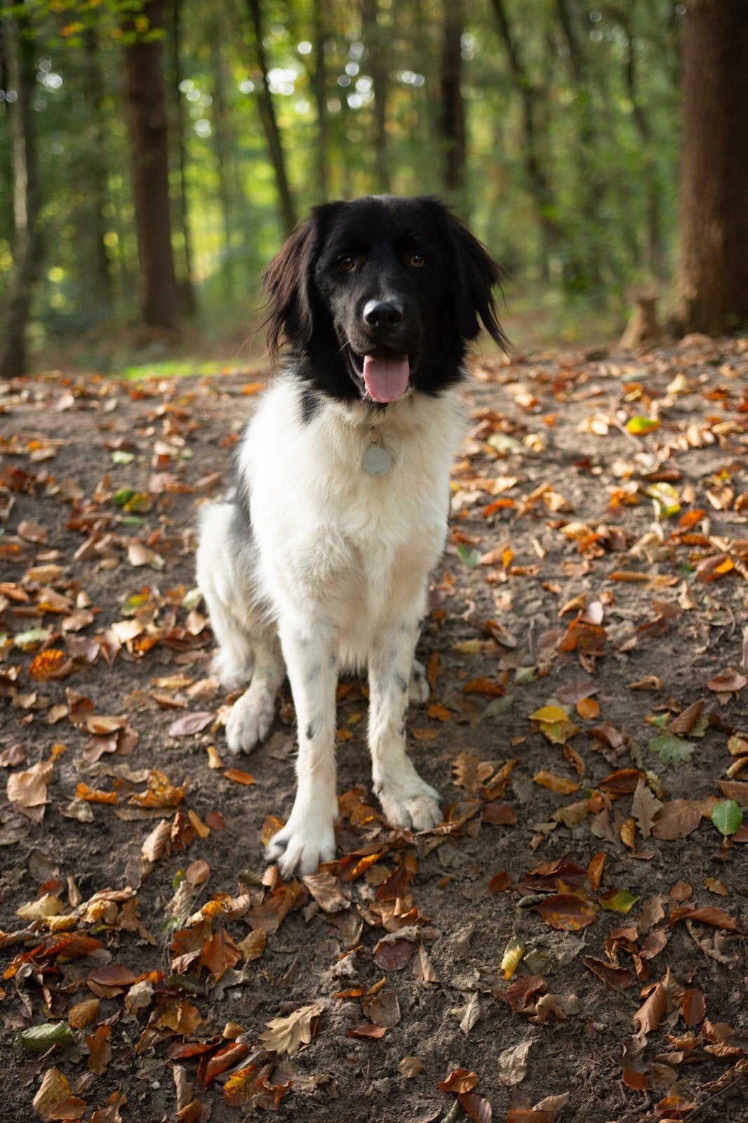 Friese Stabij / Wetterhound, Reu, Parvo, Eén hond, Nederland